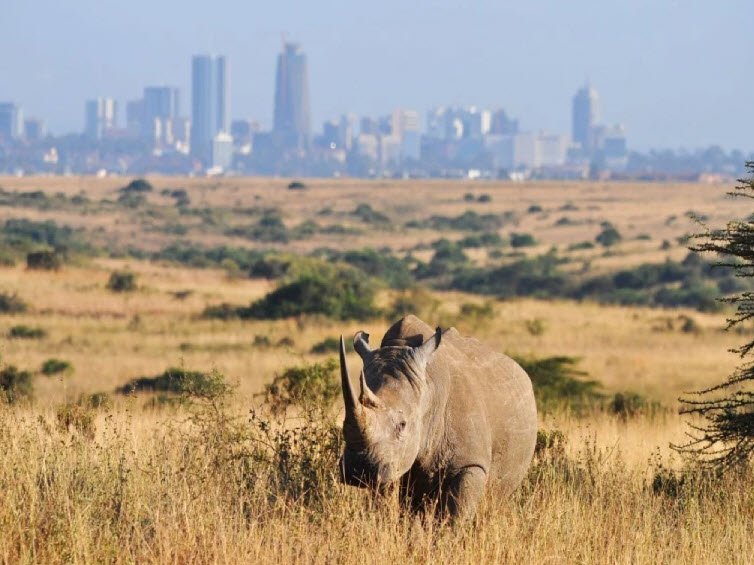 Nairobi National Park, Nairobi City, Kenya